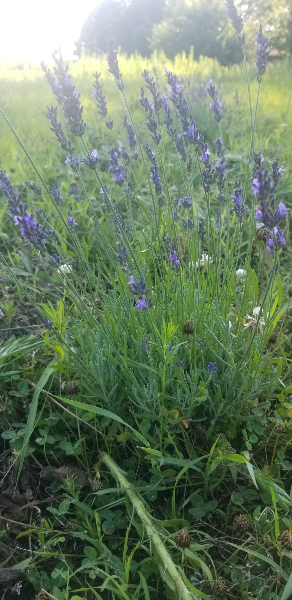 CropWatchers 2.0: Change is a good thing